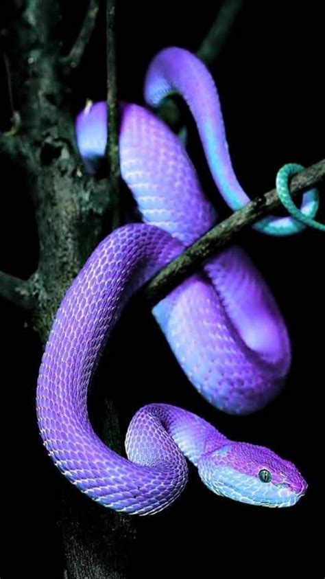 violet snake|purple rattlesnakes pictures.